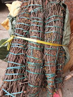 桃木寄生500克枇杷寄生 油茶寄生 柿树寄生 龙眼树寄生核桃树寄生