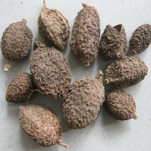 沙仁川砂仁中药材砂仁中药香料调料 阳春春砂仁500克包邮