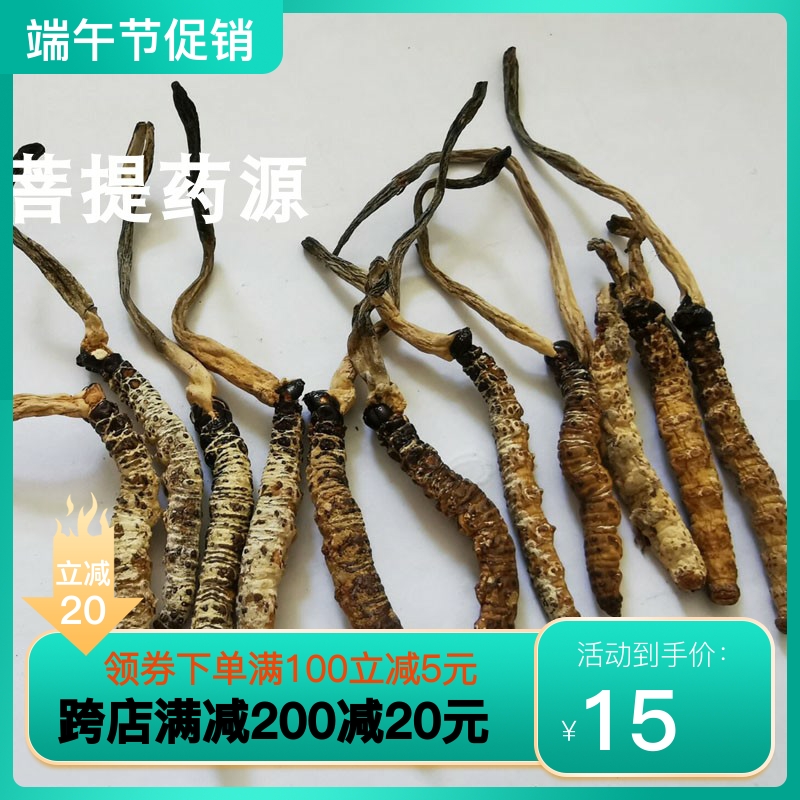 野生亚香棒虫草中药材霍克斯虫草古尼虫草15元1克 煲汤泡酒中药材