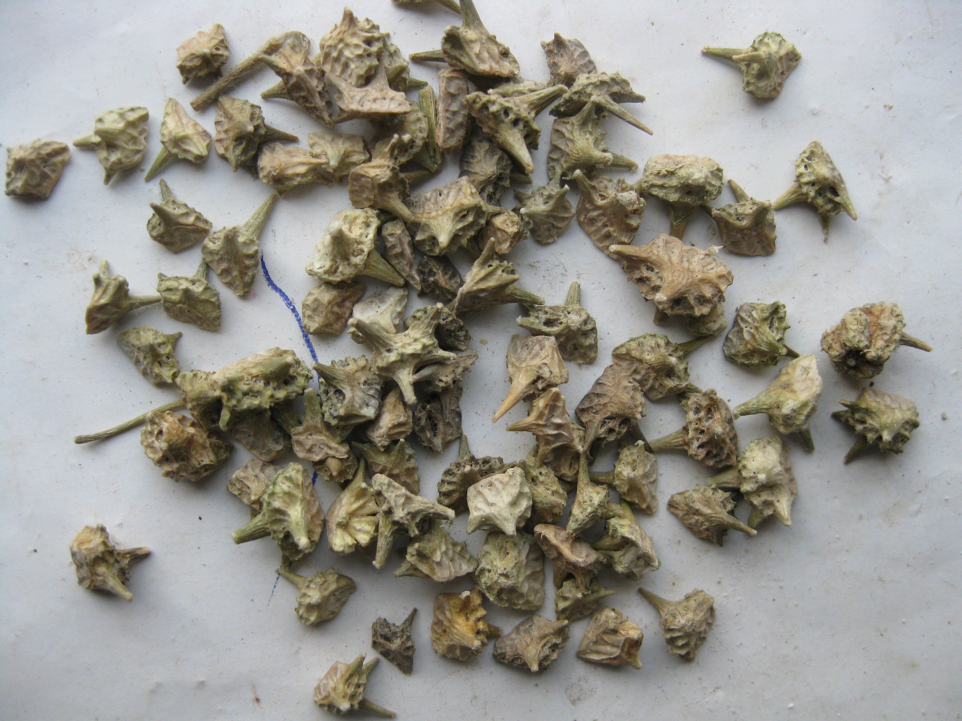 蒺藜500克g中草药材白蒺藜 刺蒺藜三角刺硬蒺藜可磨蒺藜粉 蒺藜子