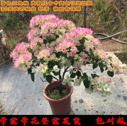 绿樱三角梅高飘老桩大苗棒棒糖