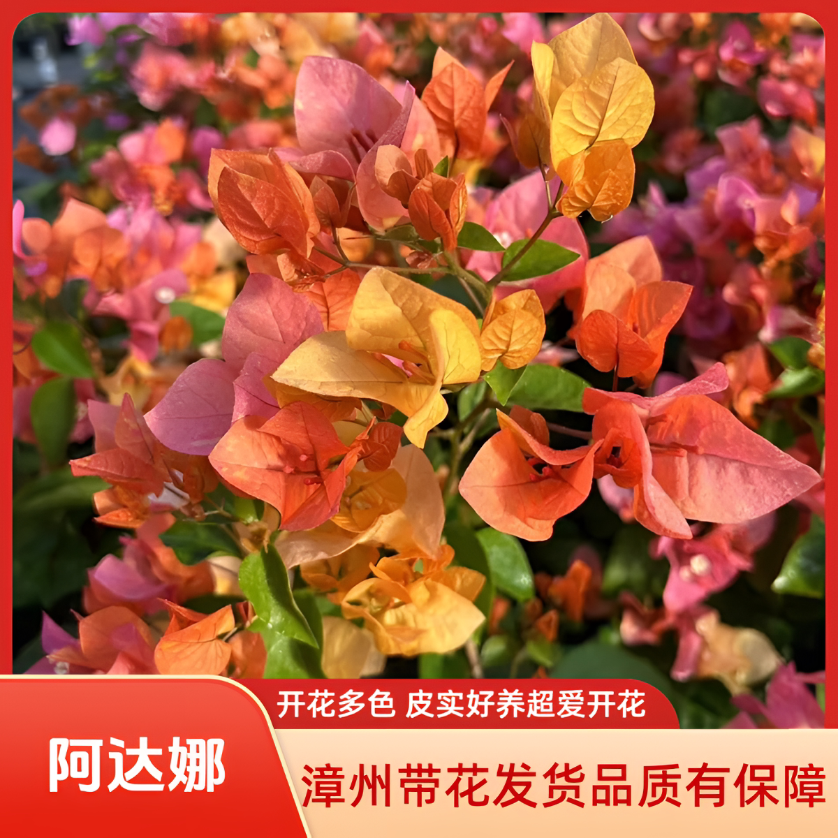 原生阿达娜三角梅老桩高飘棒棒糖