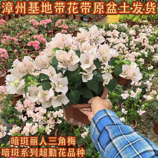 暗斑丽人三角梅原生大苗老桩爬藤植物阳台庭院四季勤开花花卉