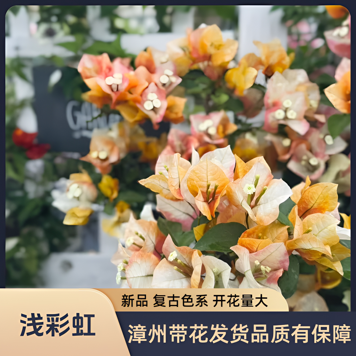 浅彩虹老桩大苗高飘棒棒糖