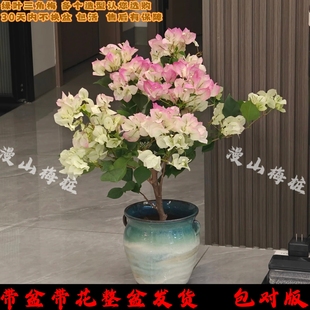 绿樱三角梅大苗老桩棒棒糖漳州基地批发带花发货庭院园林阳台盆栽