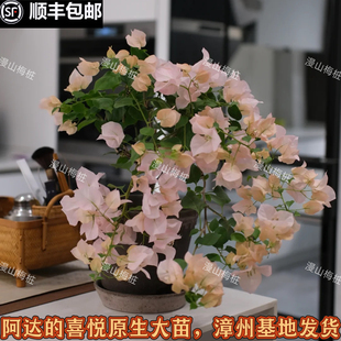 阿达 喜悦三角梅原生大苗老桩浅色系爬藤植物阳台庭院花卉