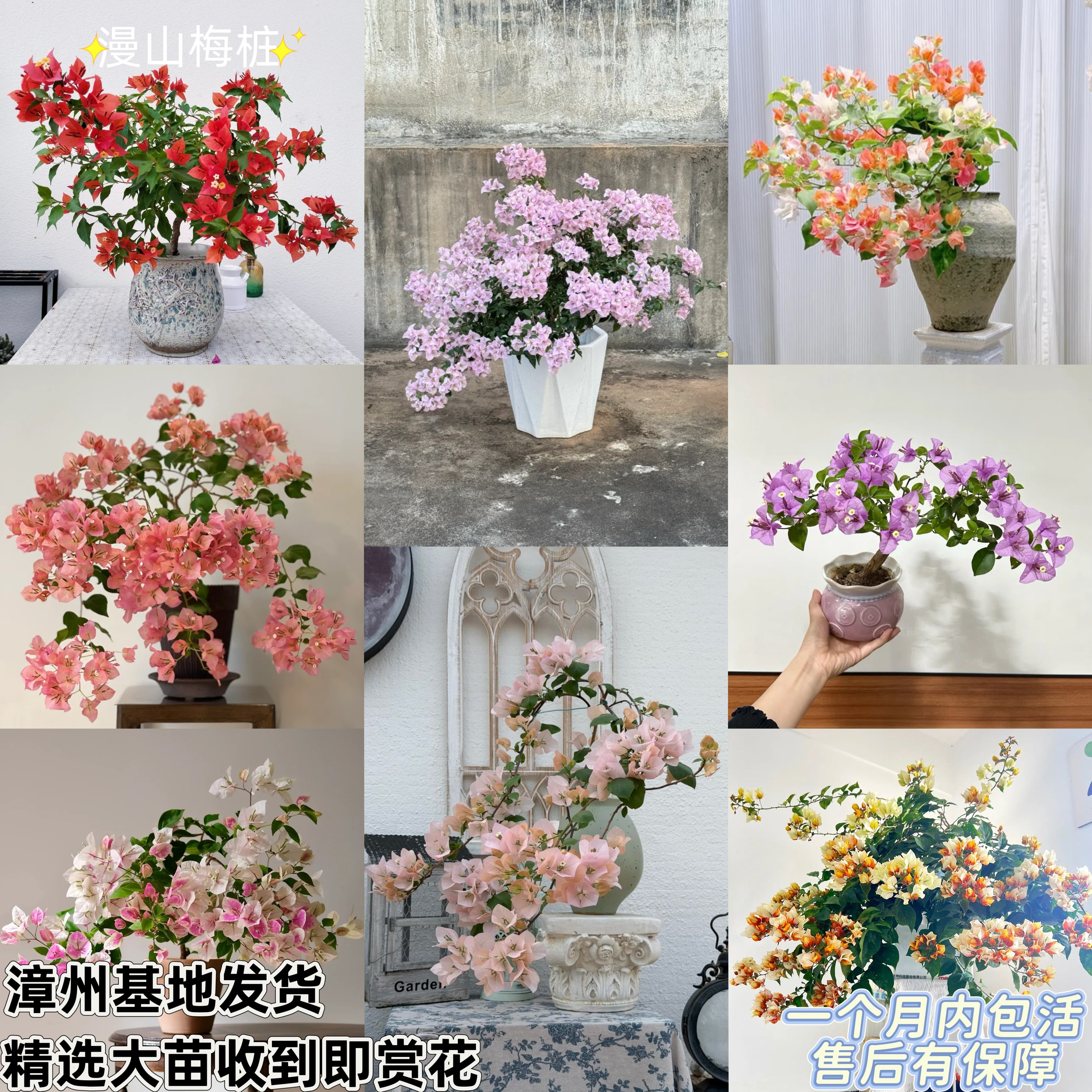 绿樱马斯不甜西瓜橙口红阿达娜