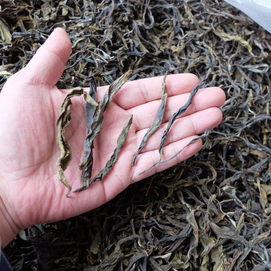 2025早春老曼峨古树黄片普洱茶生茶晒青散料茶500g
