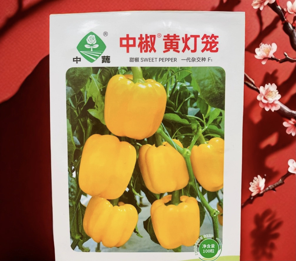 中椒黄灯笼 中晚熟黄甜椒种子保护地露地 彩椒灯笼椒青辣椒种子