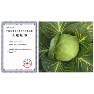 中甘56/雄性不育 早熟 春甘蓝种子冬性强 中国农科院蔬菜中蔬10g