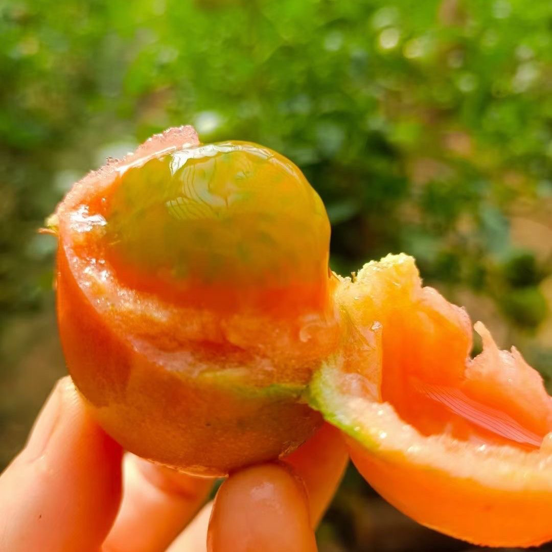 京番308特色粉果番茄种子 早熟味浓圆形西红柿籽孑北京农科院京研
