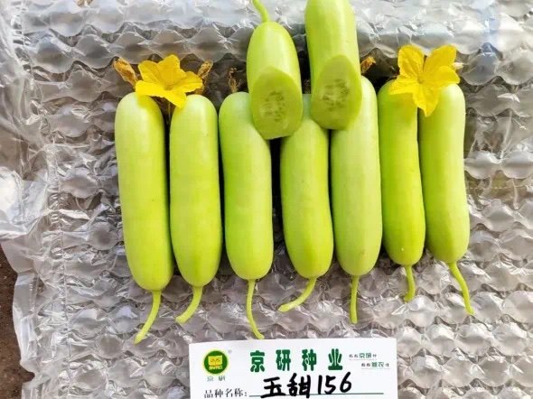 京研玉甜156农科院水果黄瓜种子 春秋冬抗病味甜早熟高产全雌节瓜