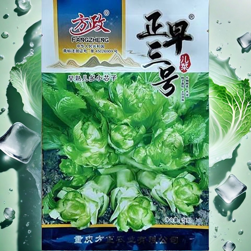 正早三号儿菜种子四川特产娃娃菜抱子芥菜秋季蔬菜种子早熟易种