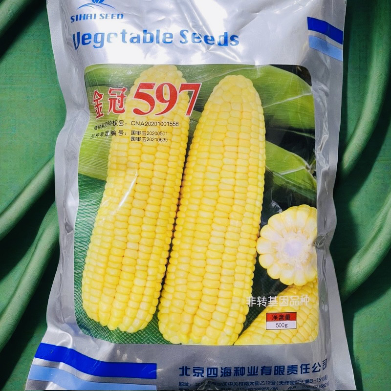 金冠597黄甜玉米种子 国审甜玉米种孑 鲜食水果玉米种子基地专用