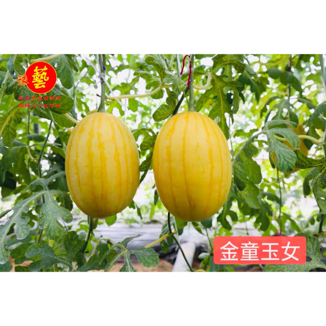 金童玉女瓜之宝黄皮小西瓜种子 春播黄肉椭圆袖珍礼品西瓜种子