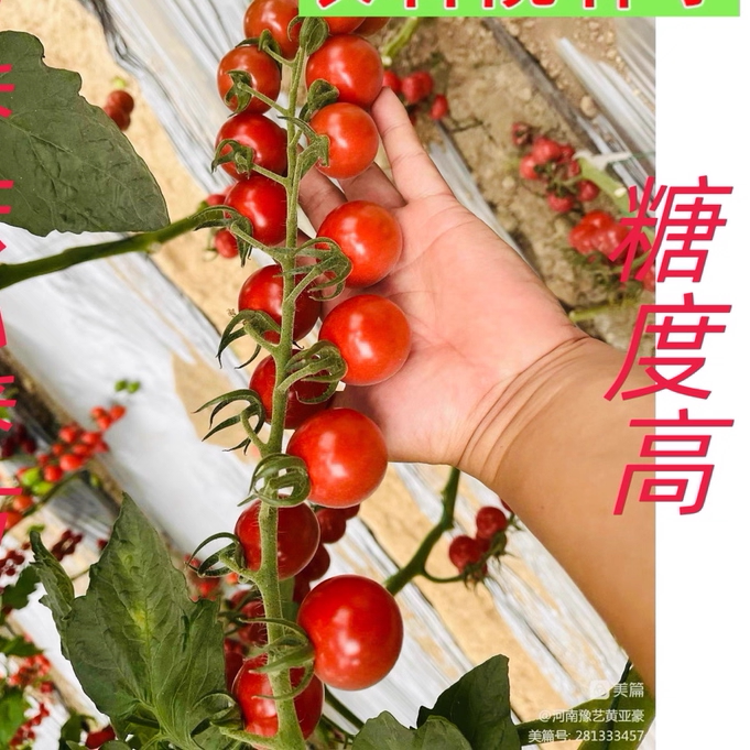 醇赐留香高档小番茄种子糖度高香味浓硬度好观光采摘园小西红红柿