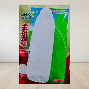 金甜糯1925甜糯玉米种子 国审大棒软糯香甜皮薄无渣鲜食玉米种子