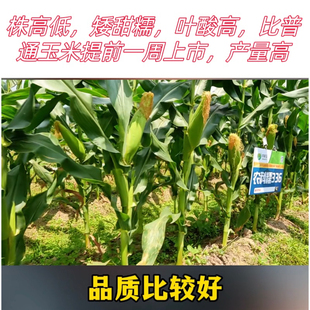农科糯336玉米种子 鲜食白甜糯玉米种籽大棒高产抗病春秋播玉米