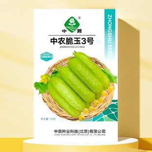 中农脆玉3号水果黄瓜种子 春秋温室越冬 高产脆甜北京农科院中蔬