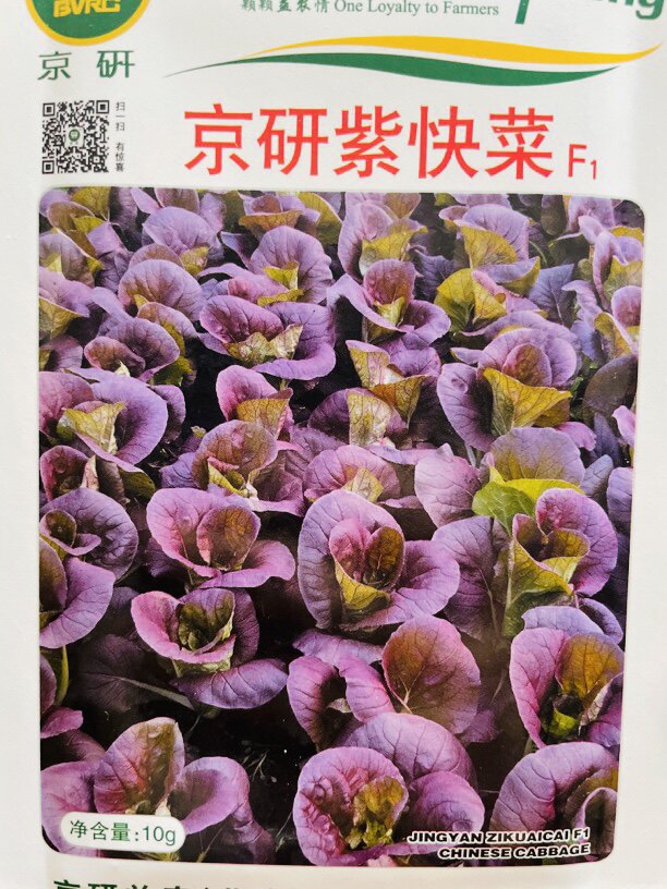 京研紫快菜小白菜蔬菜早熟北京农科院种子10g