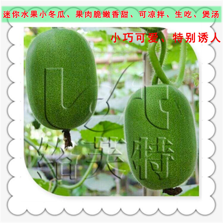 迷你翠玉 小型水果冬瓜种子 迷你观赏冬瓜种子 进口特色蔬菜100粒