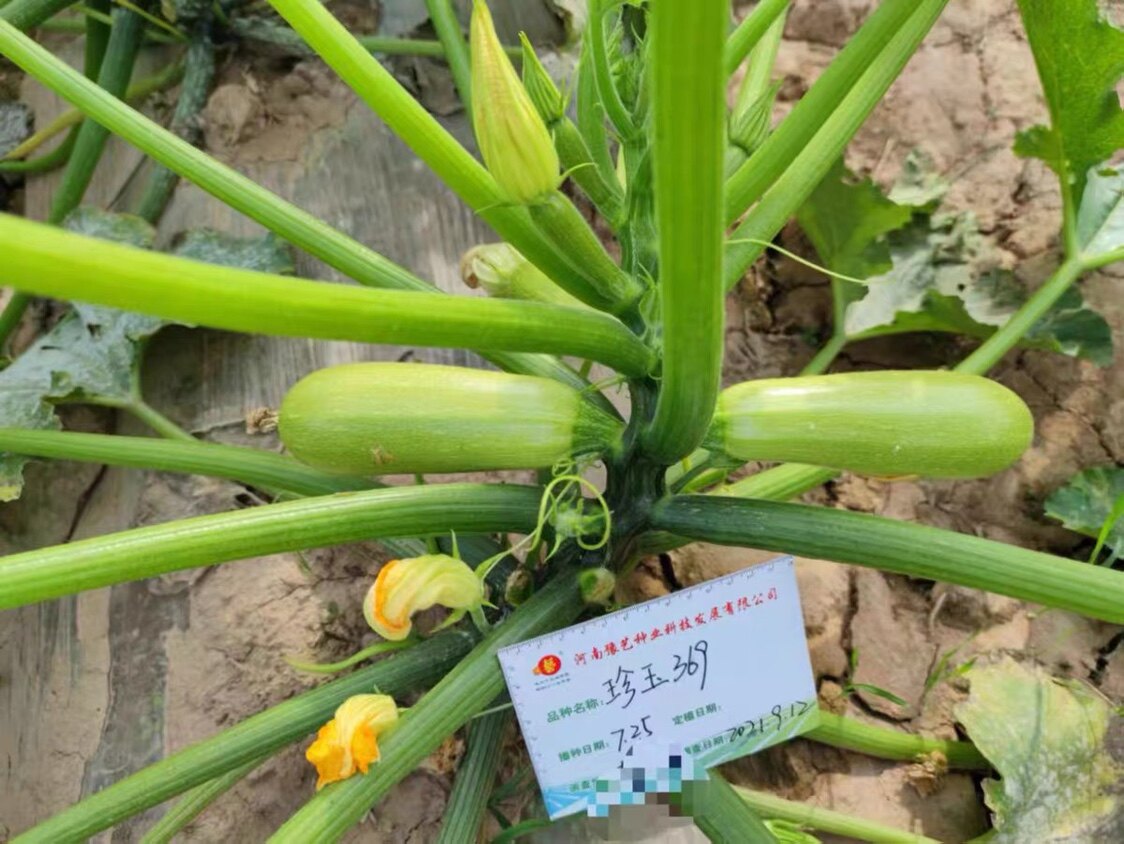珍玉369 西葫芦种子茭瓜白瓜番瓜美洲南瓜云南小瓜菜瓜100g