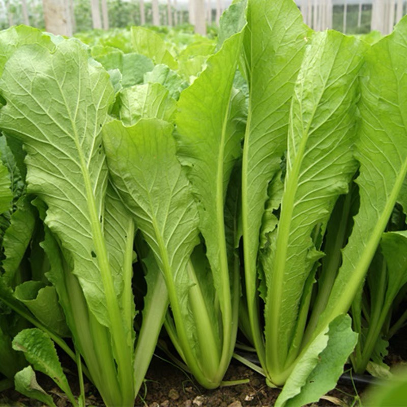 四季快菜1号 青梗小白菜种子 速生苗用北京农科院小青菜蔬菜种子