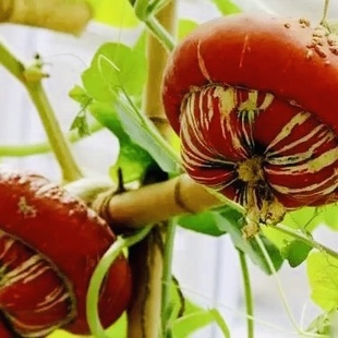 京赏瓜3号种子福瓜种春播奇花异果南瓜种子迷你盆栽观赏植物5粒