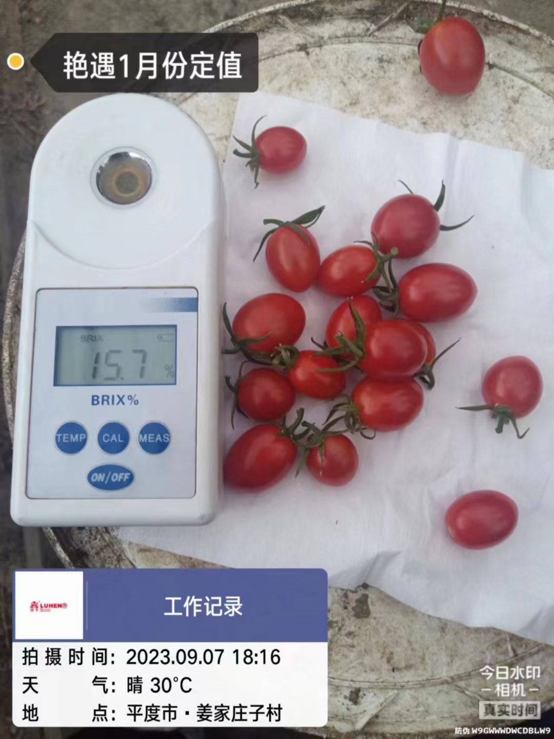 艳遇樱桃番茄种子高端采摘园春秋冬小西红柿种子皮薄高甜耐裂抗病