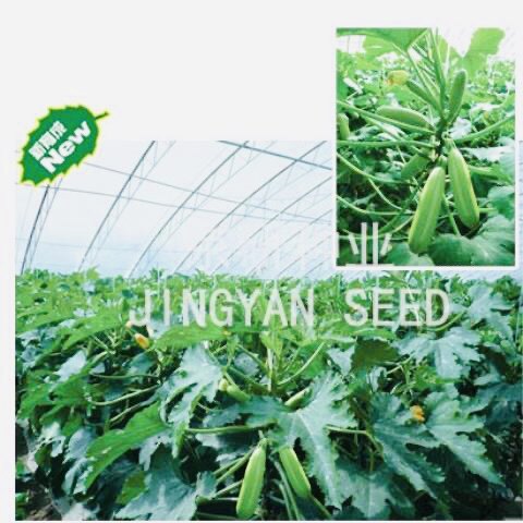 京葫36号/京研国家蔬菜中心番瓜云南小瓜蔬果种子京研100g