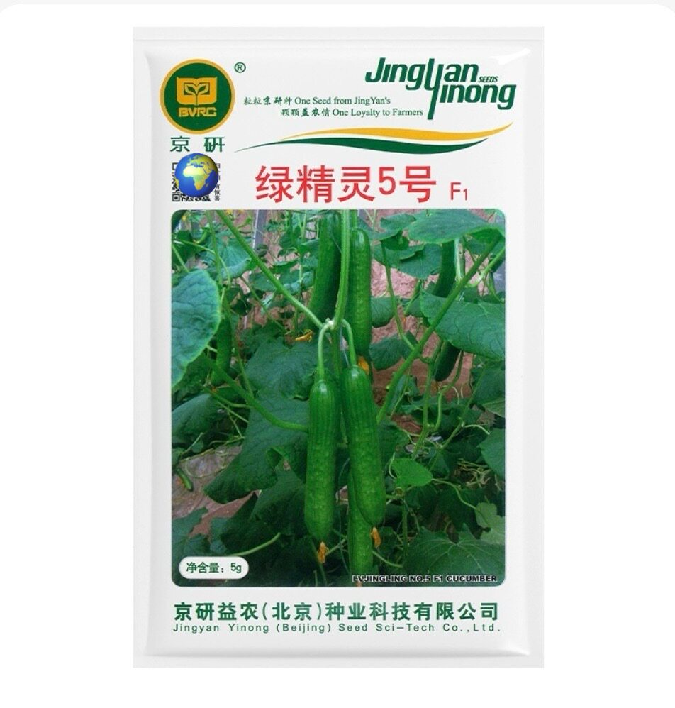 绿精灵5号水果黄瓜种子 早熟抗病高产耐热耐寒春秋播黄瓜种籽5克