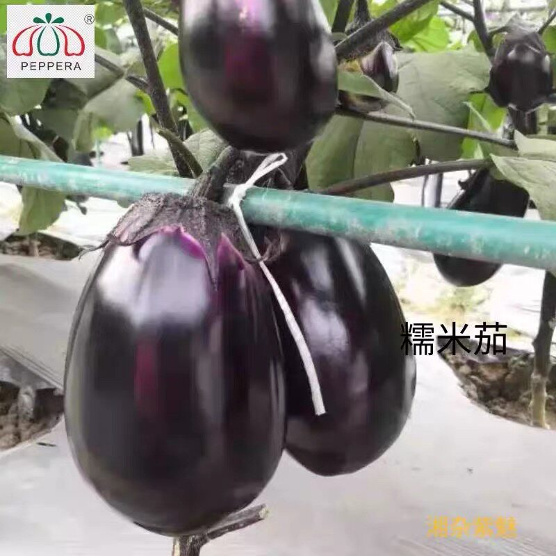 湘杂紫魅/灯泡茄子种子湖南贵州紫色的茄子蔬菜种子种子小茄子5g
