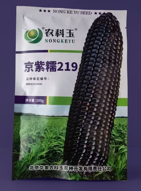 农科玉京紫糯219紫色玉米种子 又甜又糯花青素高穗轴紫色玉米种子