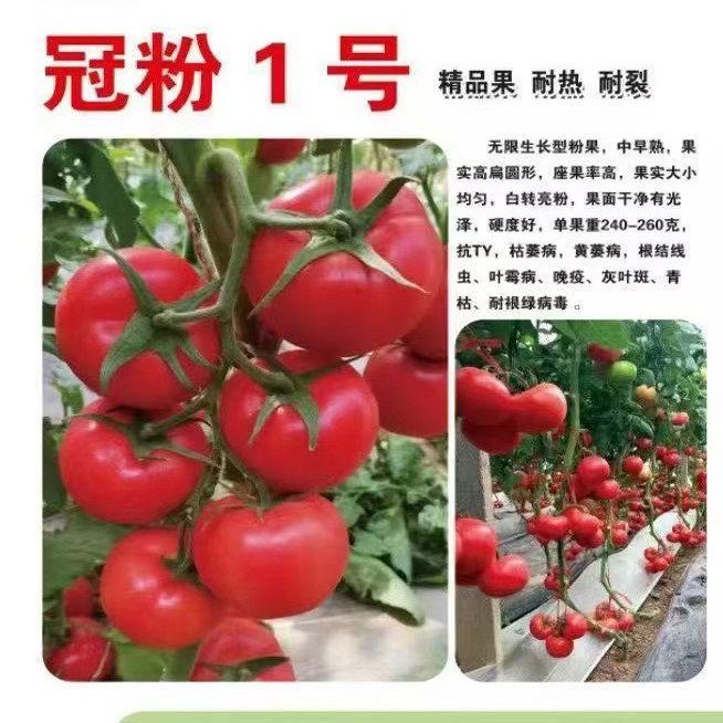 冠粉1号番茄种子 高产粉果西红柿种子 大果抗ty病毒蔬菜瓜果种子