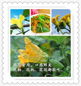 食用南瓜花种子药用南瓜花营养价值高鲜美可口阳台盆栽均可种10g