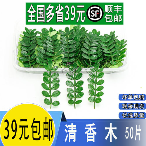 新鲜胡椒木叶清香木蛋糕装饰叶子