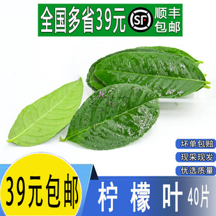 冬阴功汤 新鲜柠檬叶 橘子叶 清香 40片纯叶子新鲜香料 青柠叶