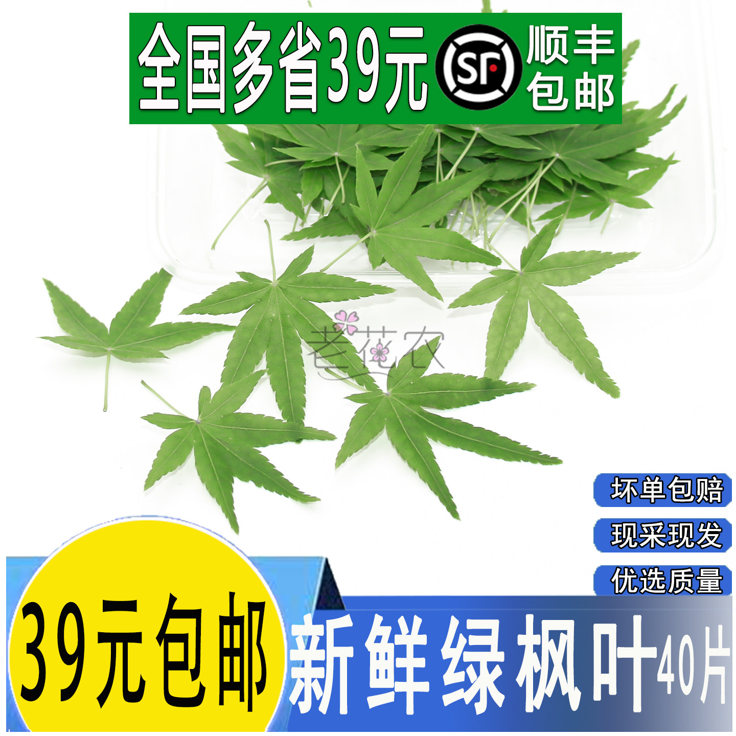 新鲜绿枫叶枫树叶40片五角枫 日料西餐饮摆盘装饰花草点缀鲜花草