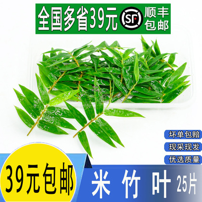 新鲜米竹叶凤尾竹小竹叶