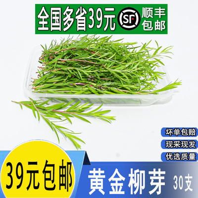 新鲜黄金柳芽黄金香柳