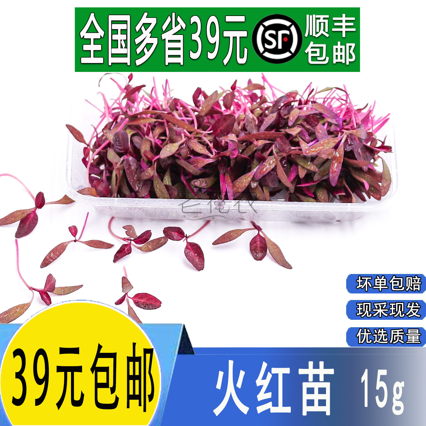 新鲜火红苗 斯卡纳苗 安曼红苗 芽苗菜食用酒店西餐摆盘装饰