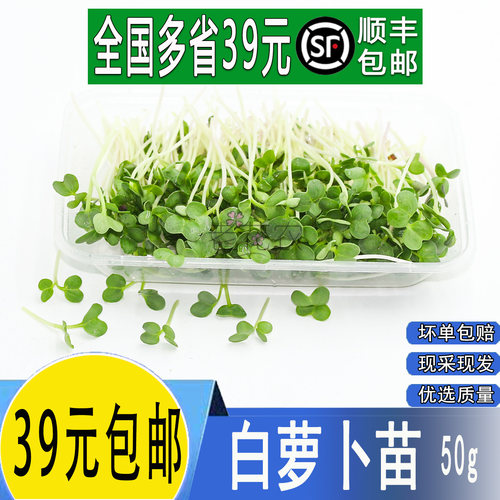新鲜芽苗菜 水培萝卜苗 白萝卜苗 西餐装饰饭店摆盘可食用 50g/盒