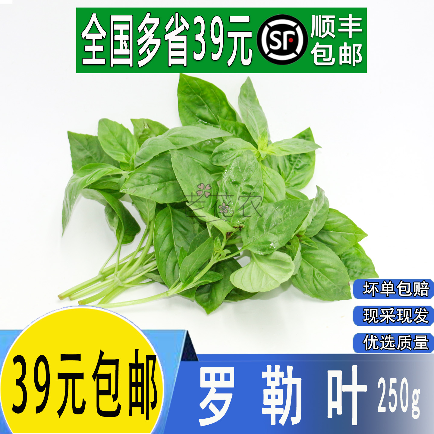 新鲜罗勒叶 西餐香料 欧罗可做青酱酒店餐饮摆盘蛋糕装饰烘焙沙拉