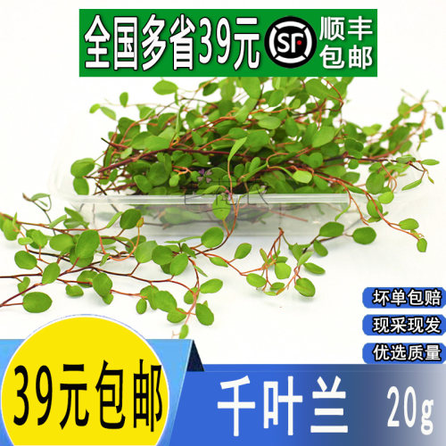 新鲜千叶兰吊兰叶子食用花草