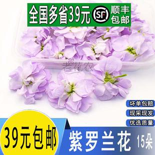 新鲜摆盘花草 紫罗兰花  西餐摆盘菜装饰餐饮摆盘鲜花草