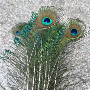 天然真孔雀羽毛 花眼孔雀毛边眼 花瓶摆件家居装饰 逗猫棒