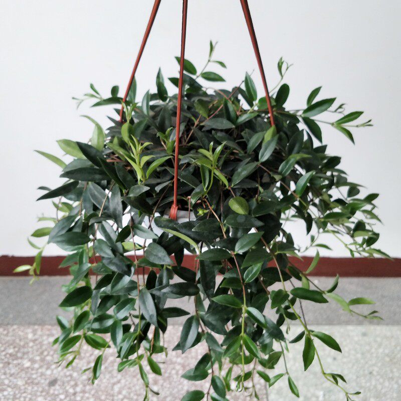 四季开花常青阳台垂吊植物盆栽柳叶吊兰吊盆植物玉唇花爬藤花盆景