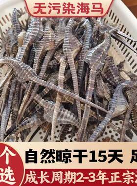 海马干货正品溯源海马公母配对