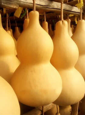 天然葫芦摆件化解客厅玄关平安特大号文玩葫芦真小葫芦挂件带龙头