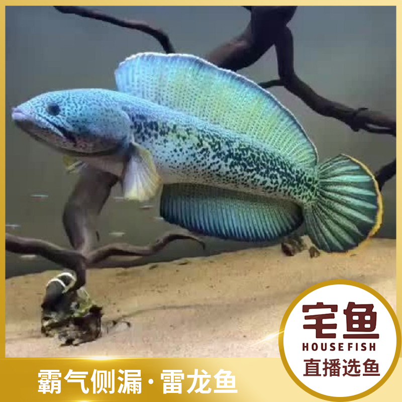 宅鱼直播秒杀黄金眼镜蛇雷龙鱼黑魔神幻彩蓝宝石雷龙鱼淡水观赏鱼